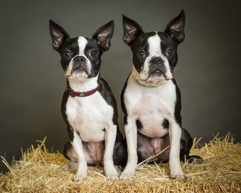 Boston Terrier