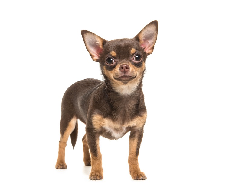 Chihuahua