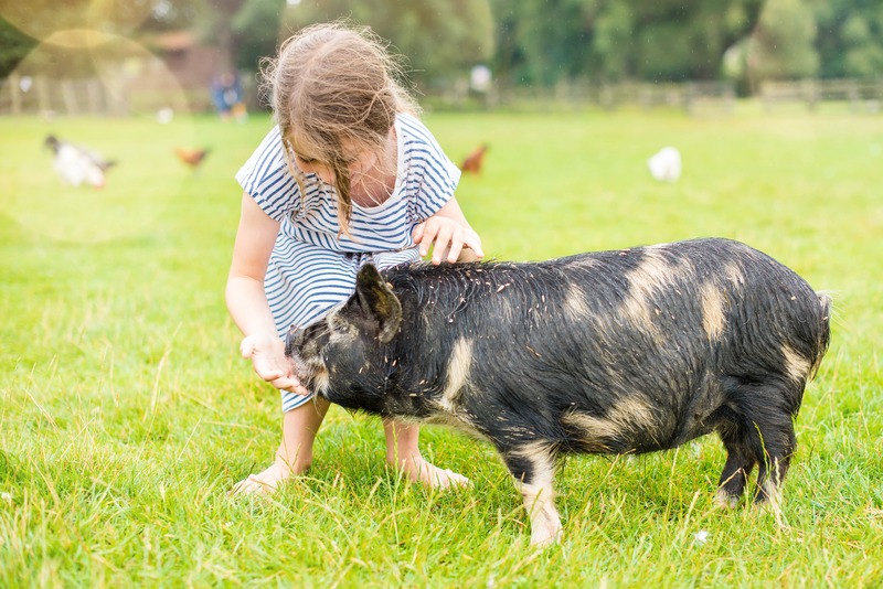 maialino nano con bambina