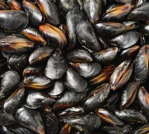 cozze