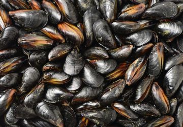 cozze