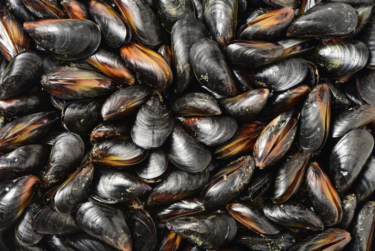 cozze